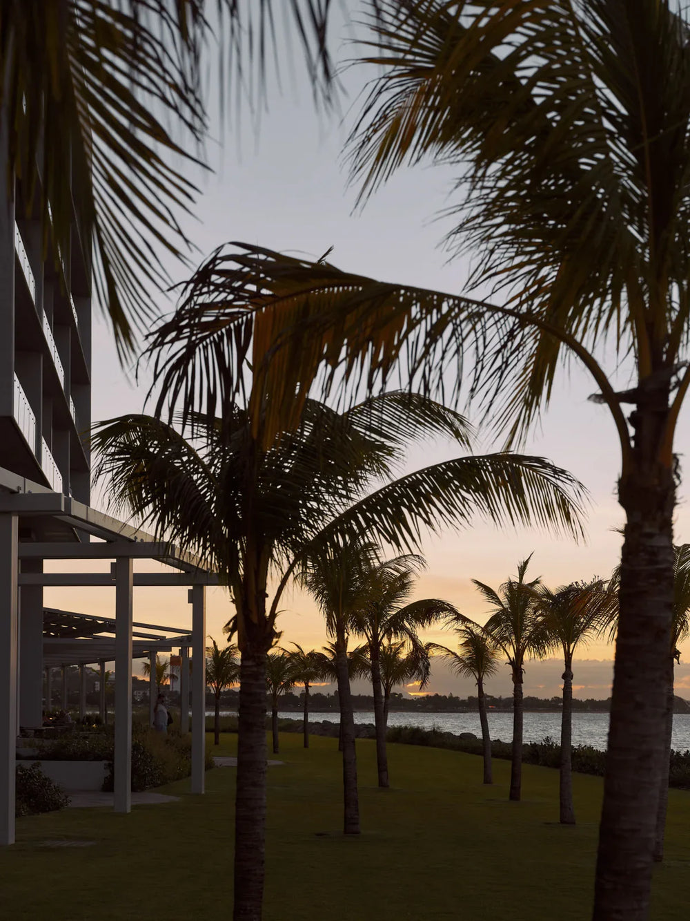 Silhouettes of palm trees against a sunset sky with water in the background.